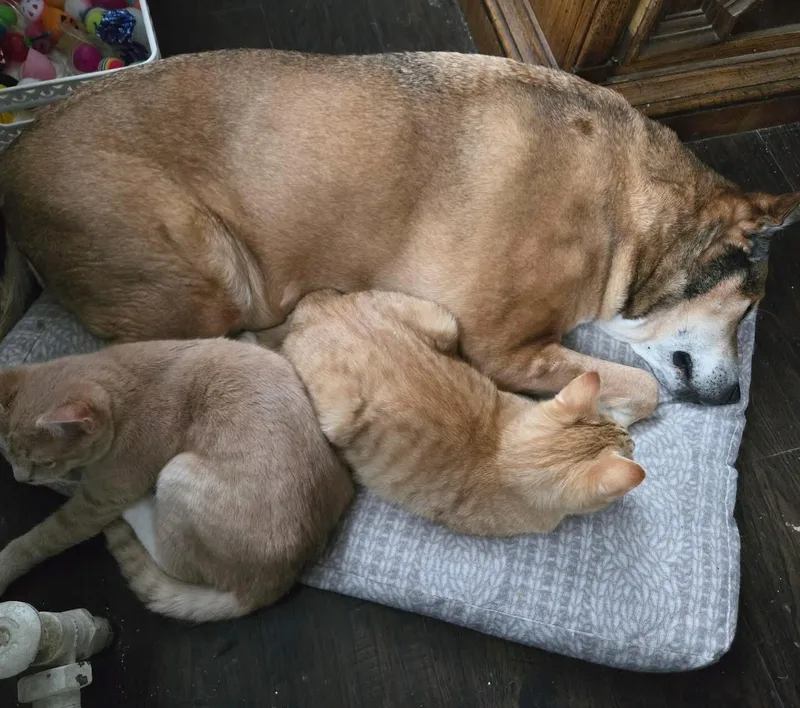 Stan & Ollie thumbnail 5