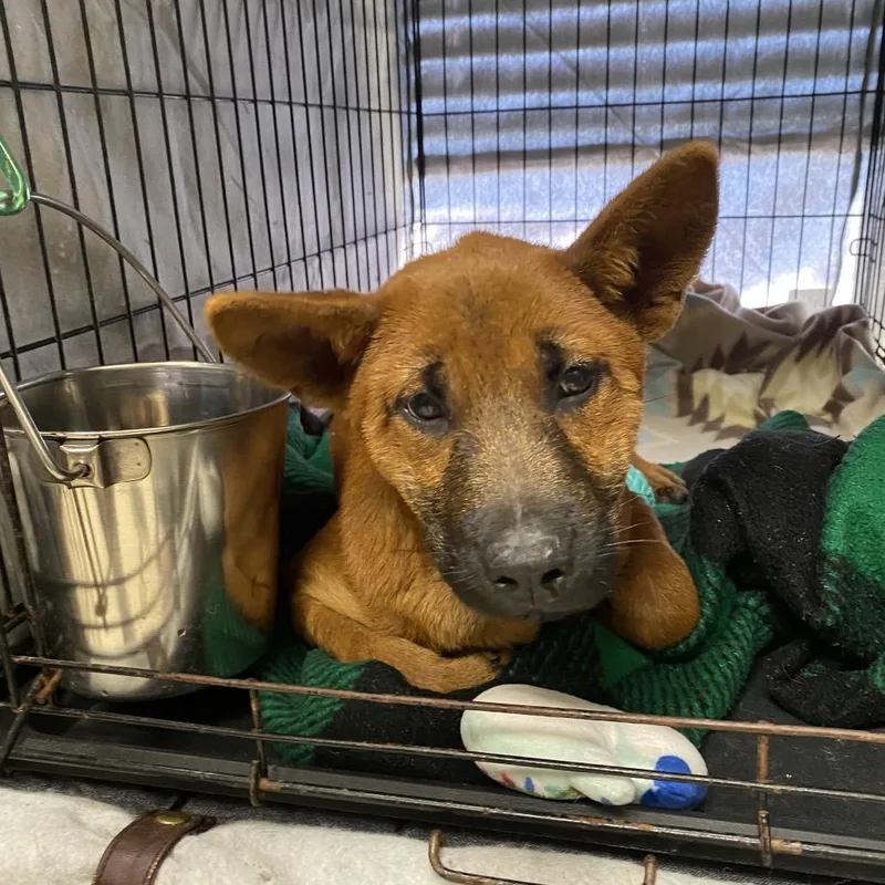 A baby medium-sized female Red / Chestnut / Orange Chow Chow dog named Angelcake for adoption in Caryville, TN