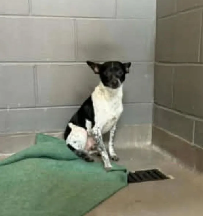 A young small-sized male Chihuahua dog named Rocky for adoption in Zimmerman, MN