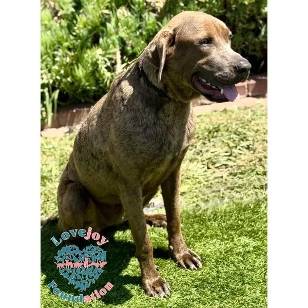A young large-sized female Brown / Chocolate Weimaraner dog named Hazel Coh for adoption in Inglewood, CA