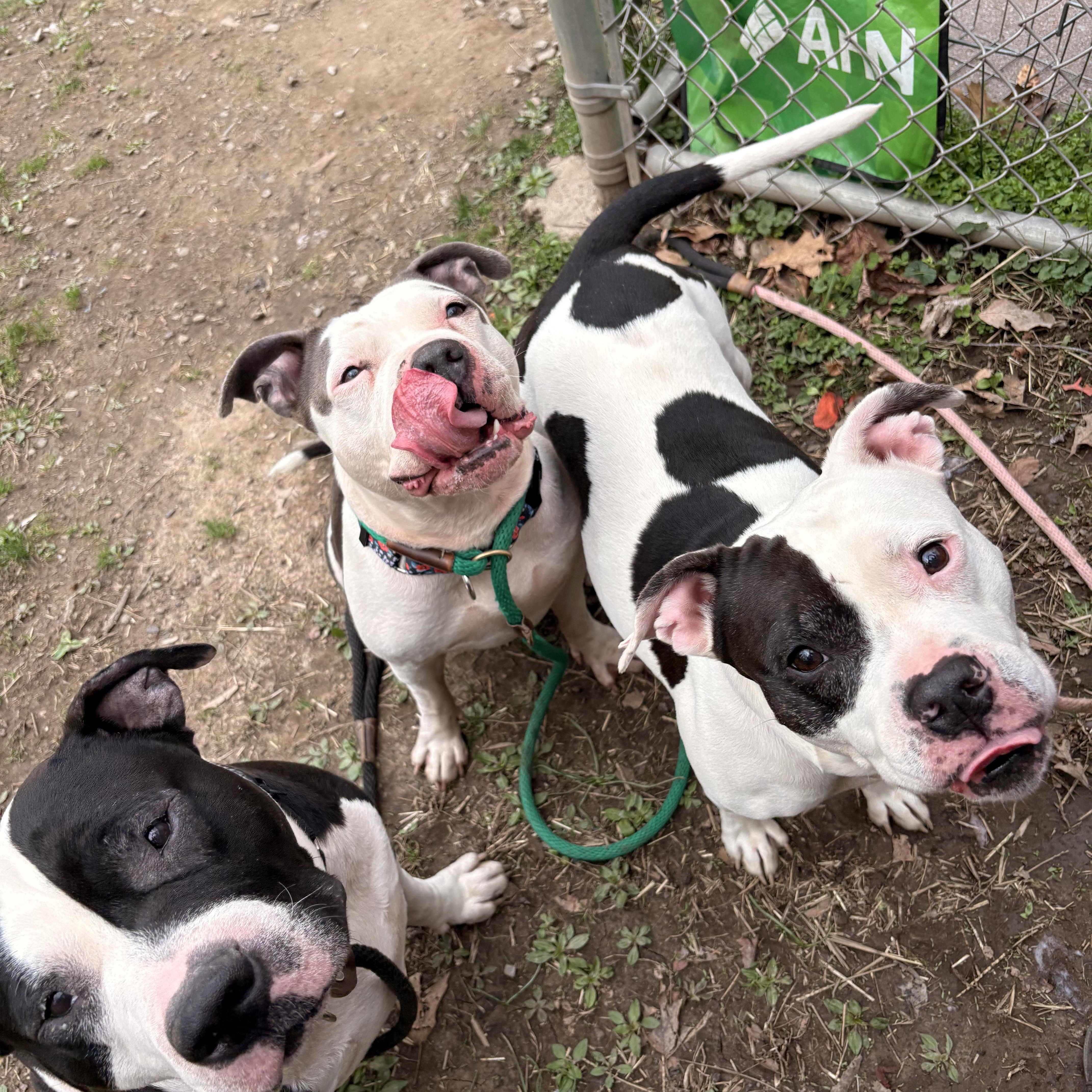 An adult medium-sized female Black Pit Bull Terrier dog named Abaddon for adoption in White Oak, PA