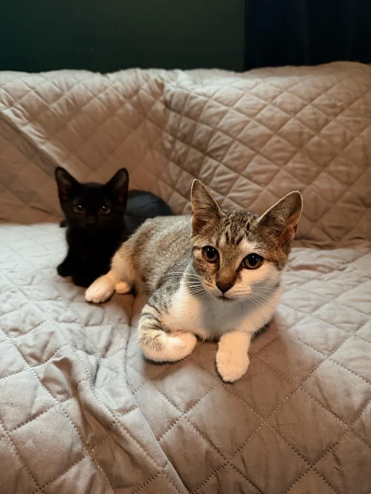 Dolly Purrton thumbnail 2