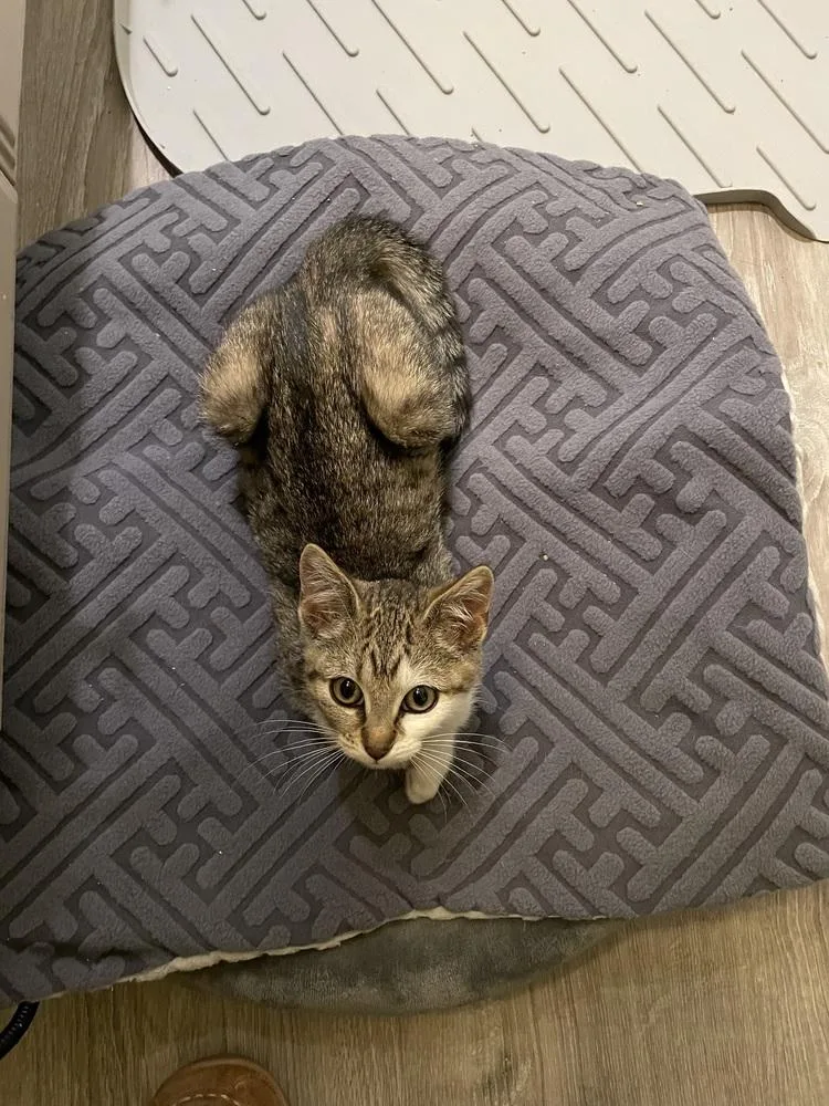 Dolly Purrton thumbnail 3