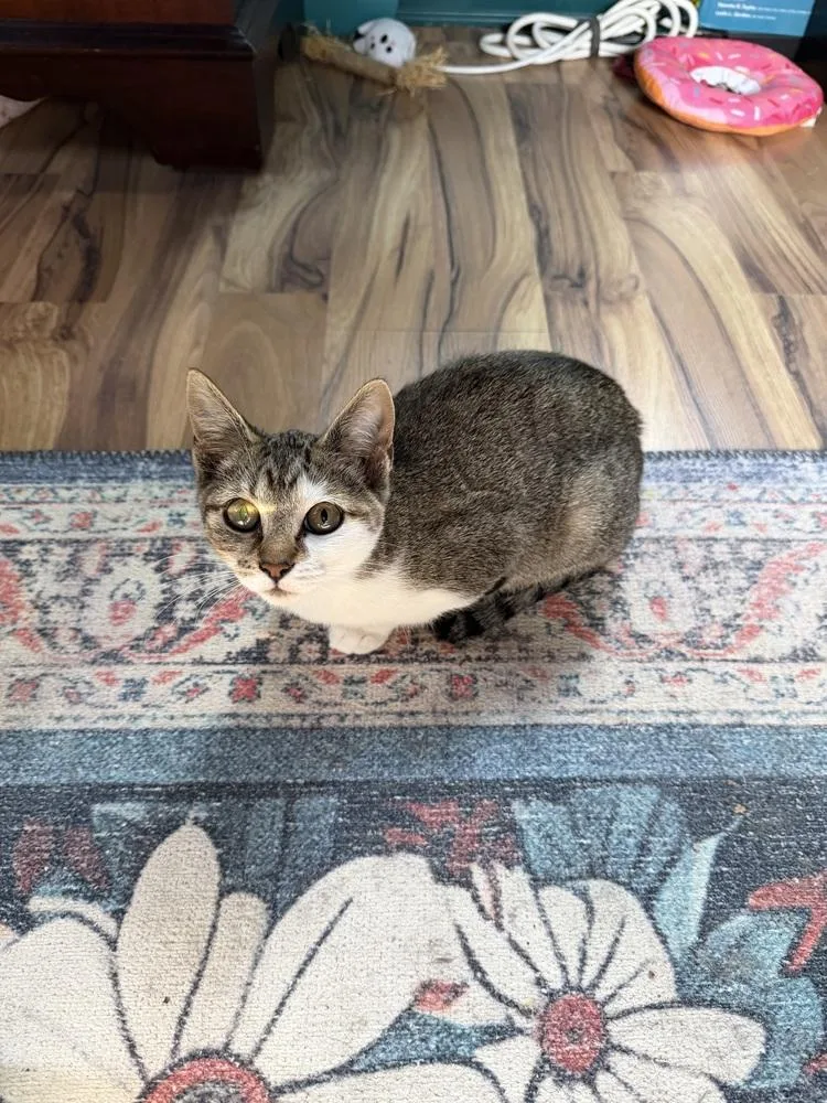 Dolly Purrton thumbnail 4