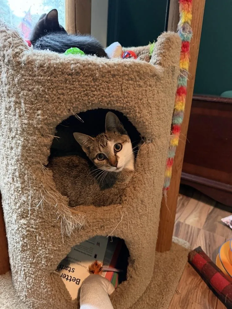 Dolly Purrton thumbnail 5