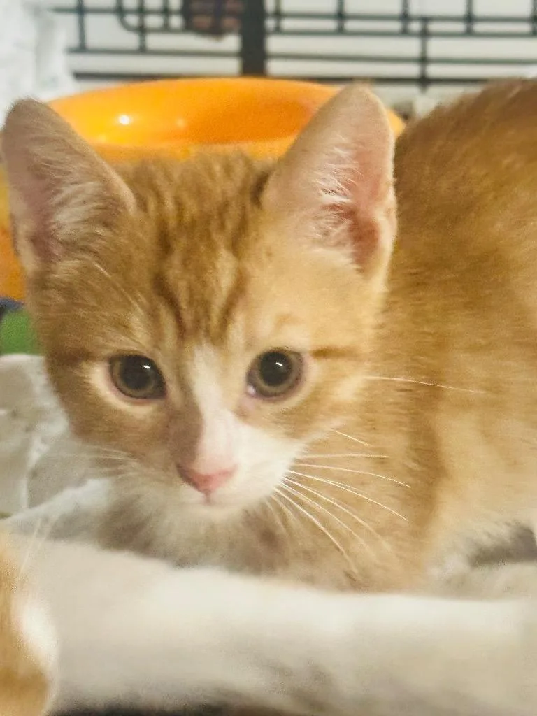 A baby medium-sized male Domestic Short Hair cat named Cheddar for adoption in New York, NY
