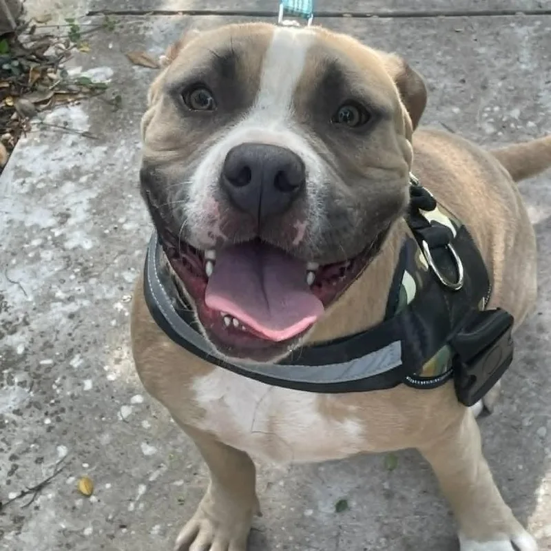 A young large-sized male White / Cream American Bulldog dog named Kochie YC for adoption in Austin, TX