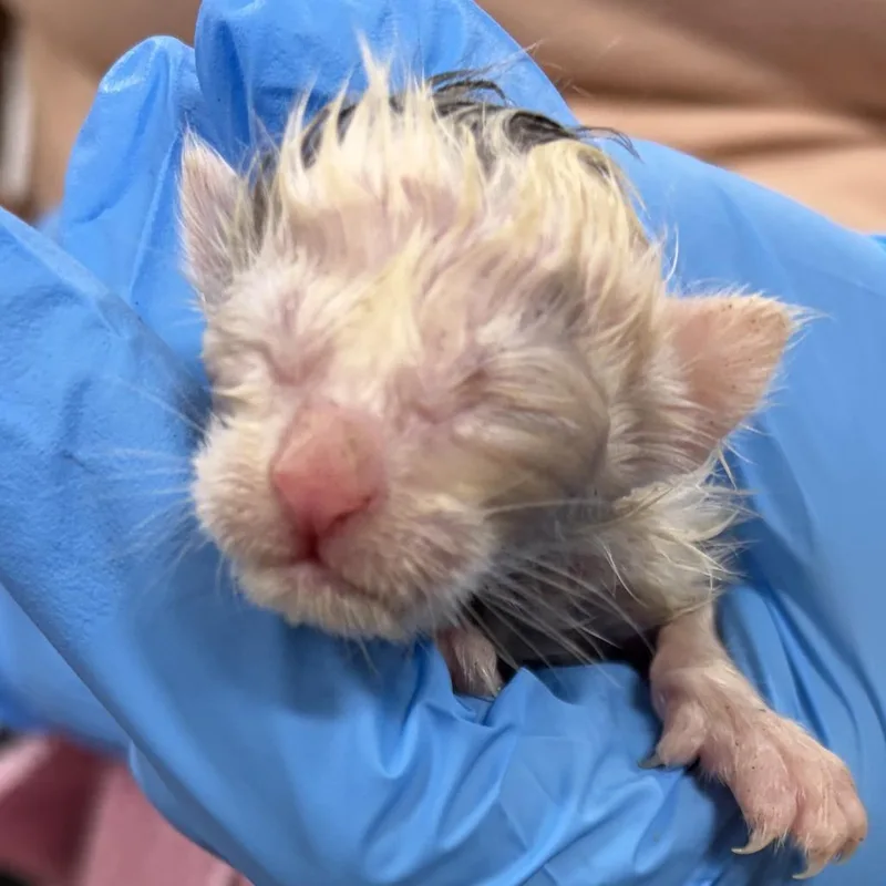 A baby small-sized female Black Domestic Short Hair cat named Parfait for adoption in Newark, NJ