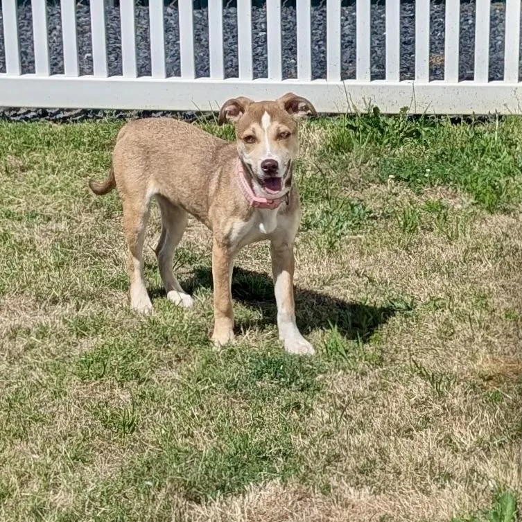 A young medium-sized male Yellow / Tan / Blond / Fawn Hound dog named Monkey for adoption in Paramus, NJ