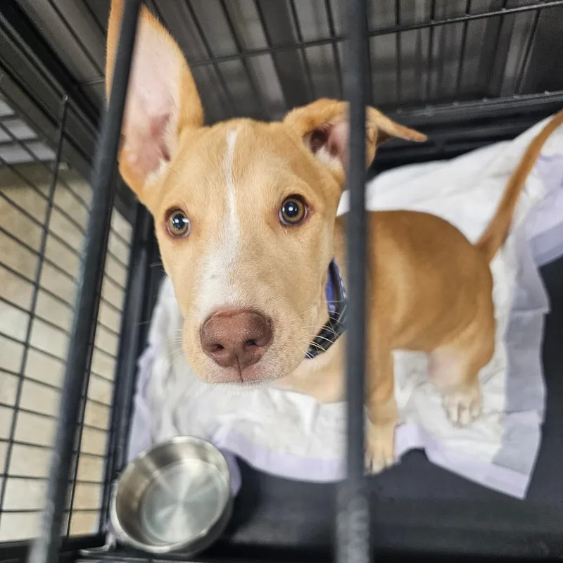 A baby small-sized female Brown / Chocolate Chocolate Labrador Retriever dog named Barkley for adoption in Midland, TX