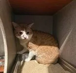 Ginger