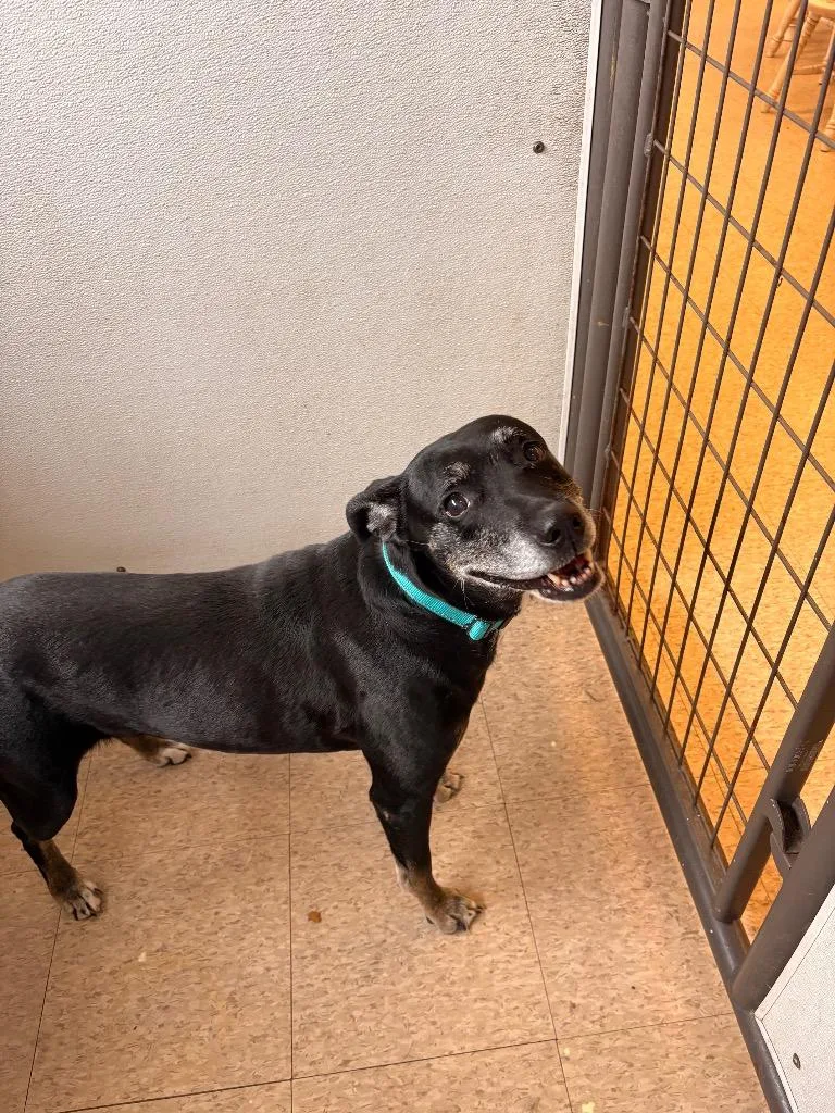 An adult medium-sized female Labrador Retriever dog named Willow for adoption in Heber City, UT