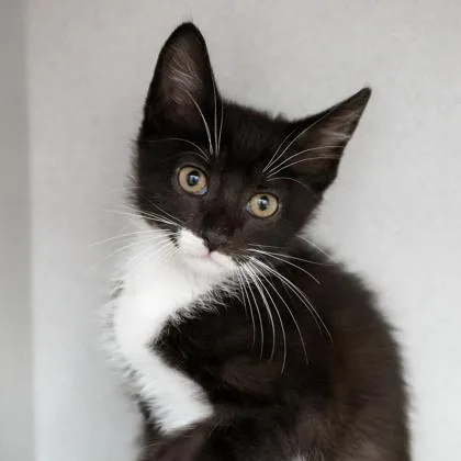 A baby small-sized male Black Domestic Short Hair cat named Pelican for adoption in Atlanta, GA