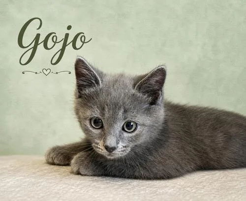 Gojo  Jenkintown PS thumbnail 2