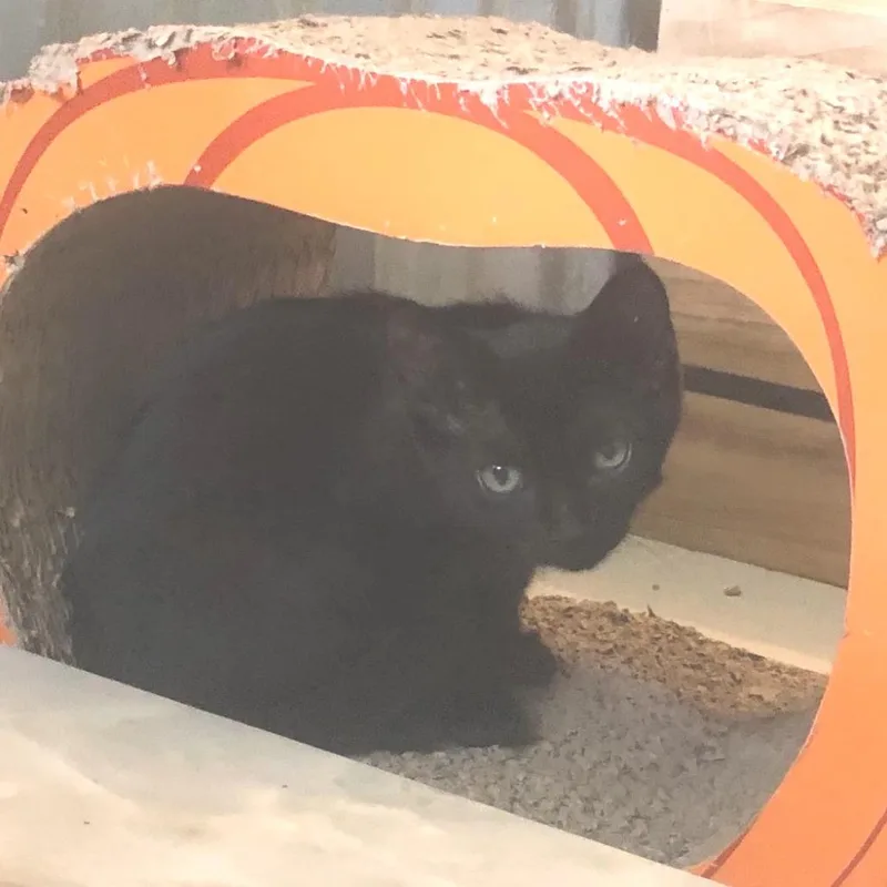 A baby small-sized male Black American Shorthair cat named Count for adoption in Freeport, FL