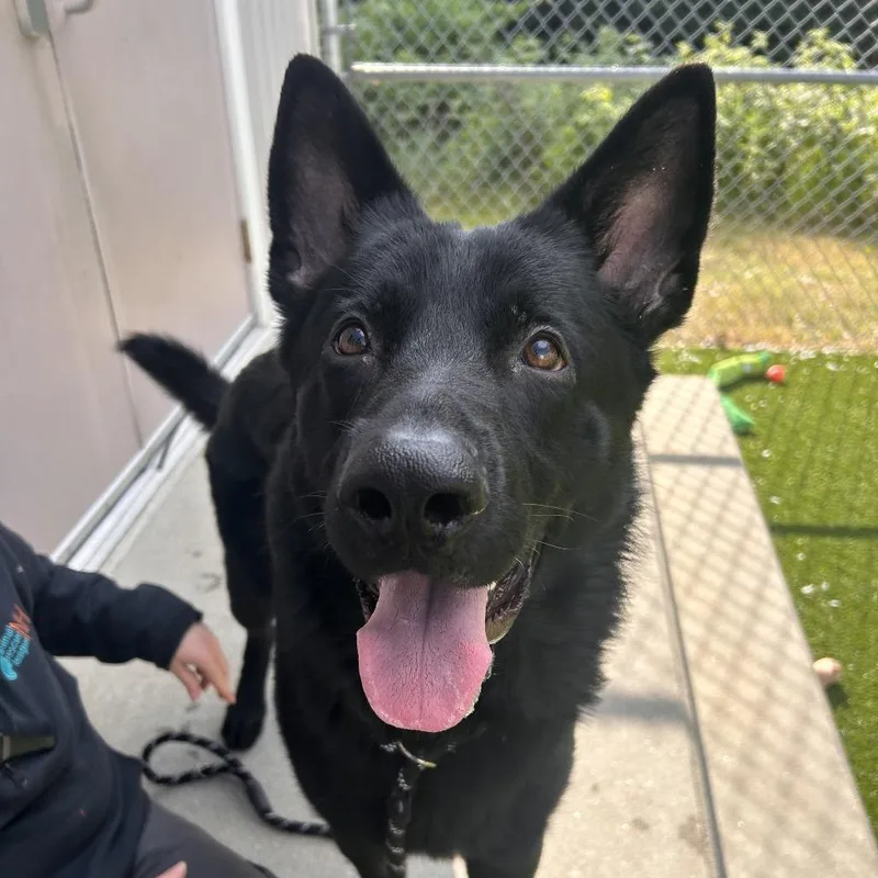 An adult large-sized male Black German Shepherd Dog dog named Jack for adoption in Bedford, NH