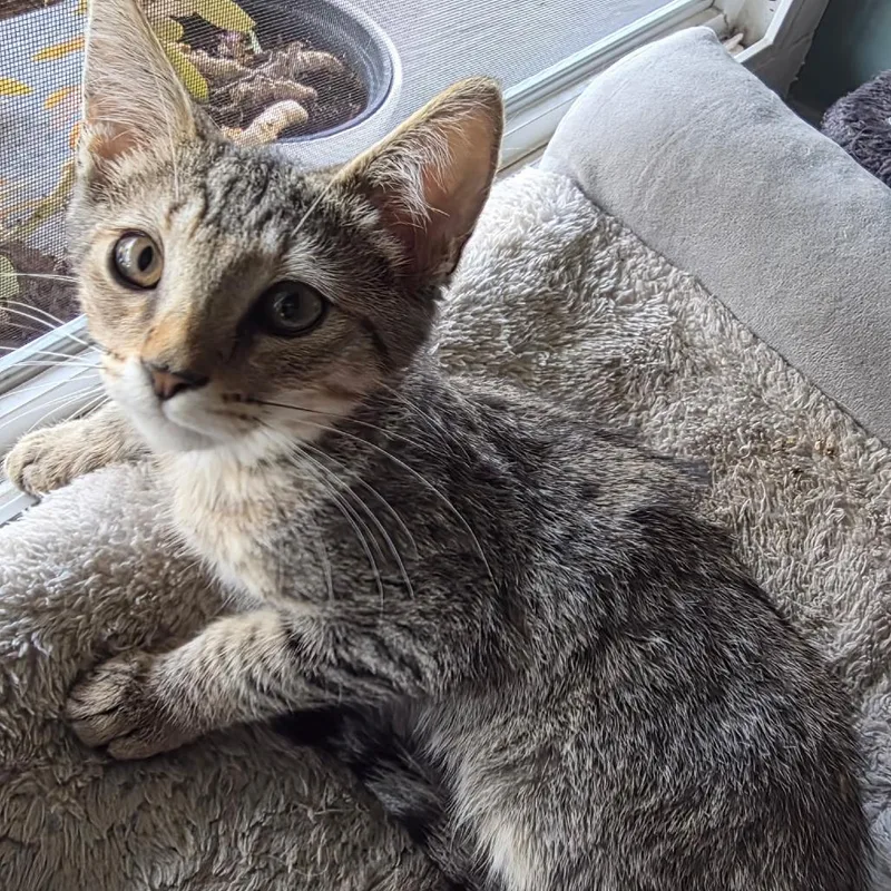 A baby small-sized male Brown / Chocolate Domestic Short Hair cat named Basil for adoption in Long Beach, CA