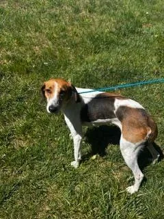 An adult medium-sized female Tricolor (Brown, Black, & White) Foxhound dog named Clementine for adoption in Youngsville, NC