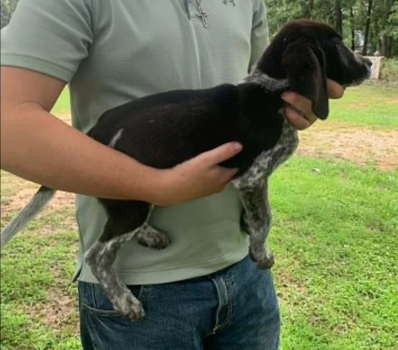 A baby medium-sized female English Coonhound dog named Siouxsie Sioux for adoption in TULSA, OK