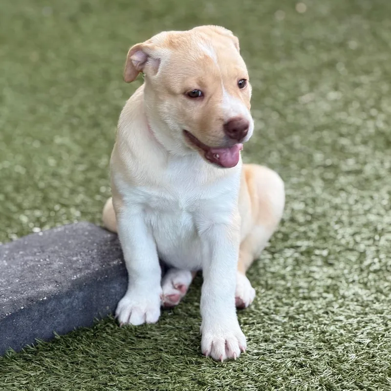 A baby small-sized female Yellow / Tan / Blond / Fawn Labrador Retriever dog named Kookaburra for adoption in Wellington, FL