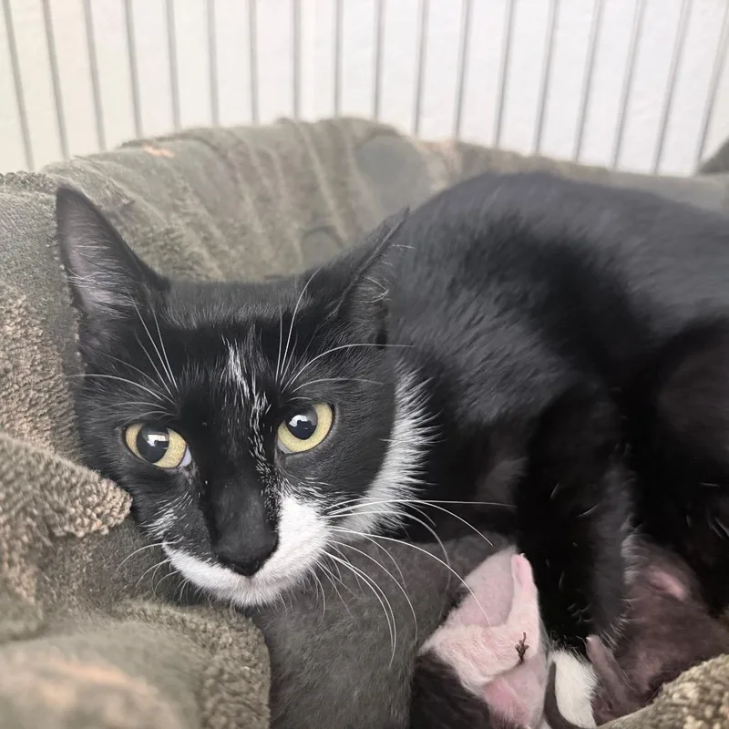A young medium-sized female Black Domestic Short Hair cat named Madge for adoption in Auburn, AL