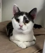 A young medium-sized female Black Domestic Short Hair cat named Emersyn for adoption in Portsmouth, OH
