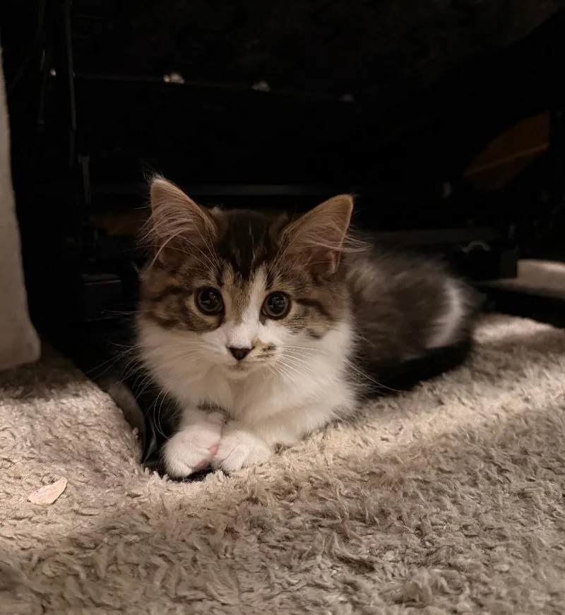 Clawdia