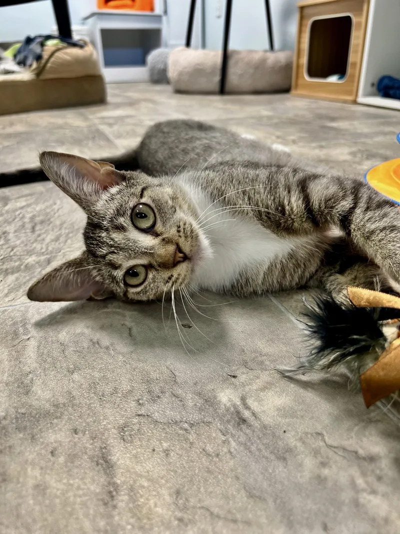 A baby medium-sized female Tabby (Gray / Blue / Silver) Tabby cat named Gabby for adoption in Grand Rapids, MI