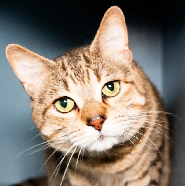 An adult medium-sized male Domestic Short Hair cat named Simba for adoption in Boston, MA