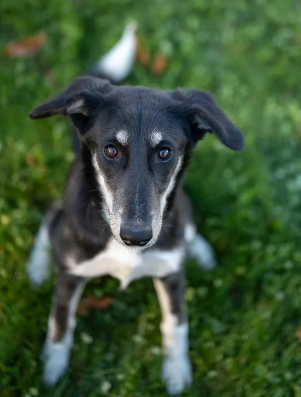 A young large-sized female Schnauzer dog named Happy for adoption in Stratham, NH