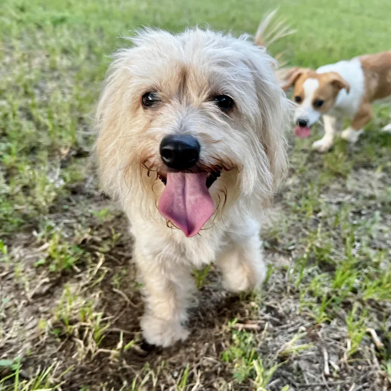 Tilly