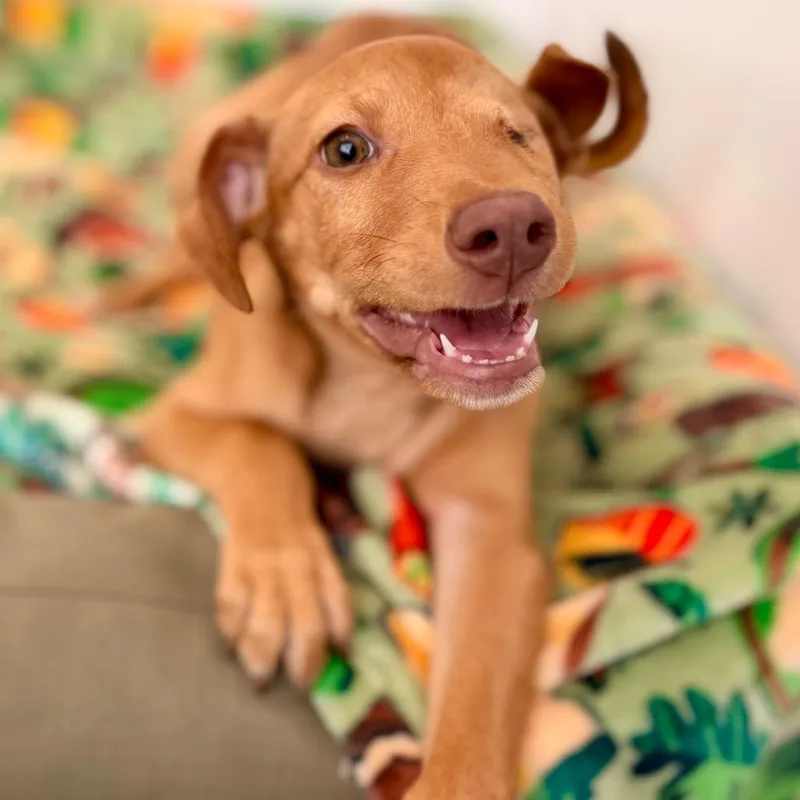 Gingersnap