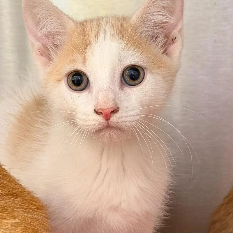 A baby small-sized male Buff / Tan / Fawn Domestic Short Hair cat named Apricot for adoption in Madisonville, TN