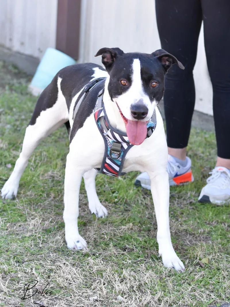 A young medium-sized male Pit Bull Terrier dog named Baloo for adoption in Conroe, TX
