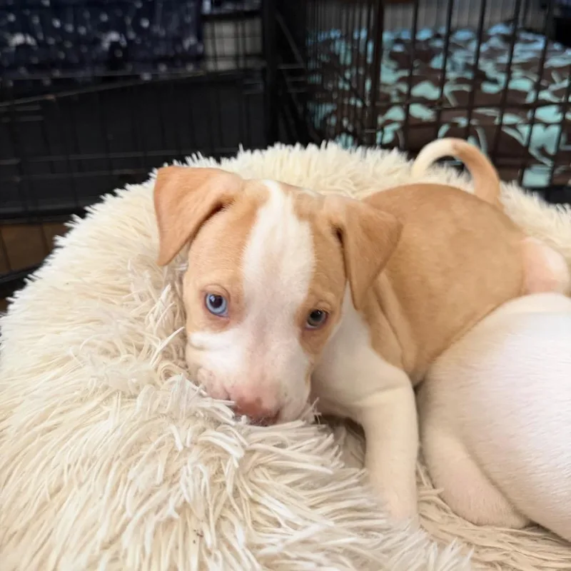 A baby medium-sized male Yellow / Tan / Blond / Fawn Mixed Breed dog named Tan puppy for adoption in Joliet, IL