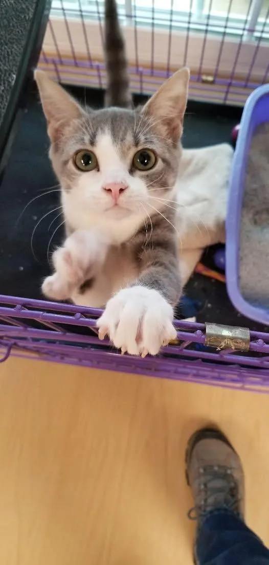 A baby small-sized female Gray / Blue / Silver Tabby cat named Zoe for adoption in Montour Falls, NY
