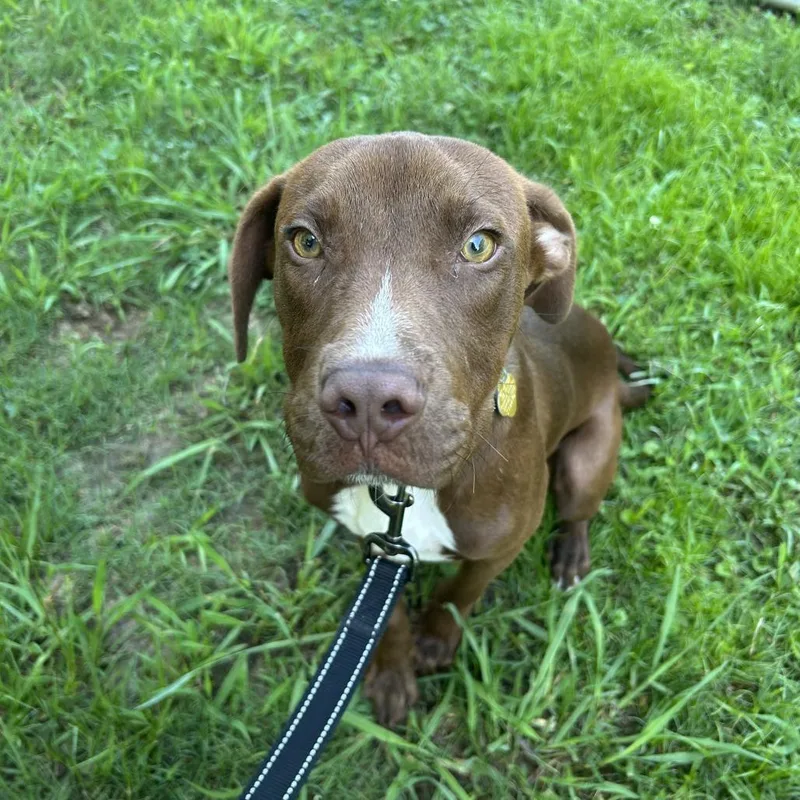 A young medium-sized male Brown / Chocolate Mixed Breed dog named Ferris for adoption in Auburn, AL