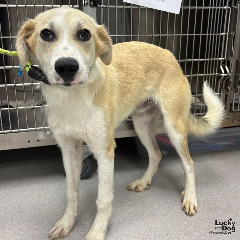A baby large-sized male Great Pyrenees dog named Gomez for adoption in Washington, DC