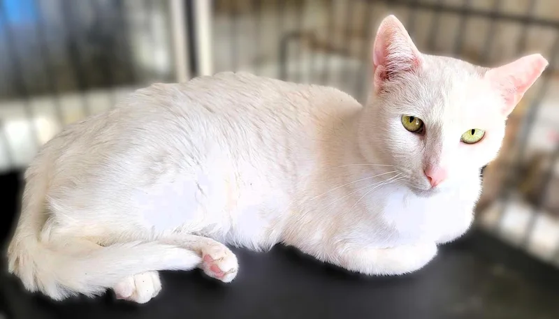 Snowdrop thumbnail 2