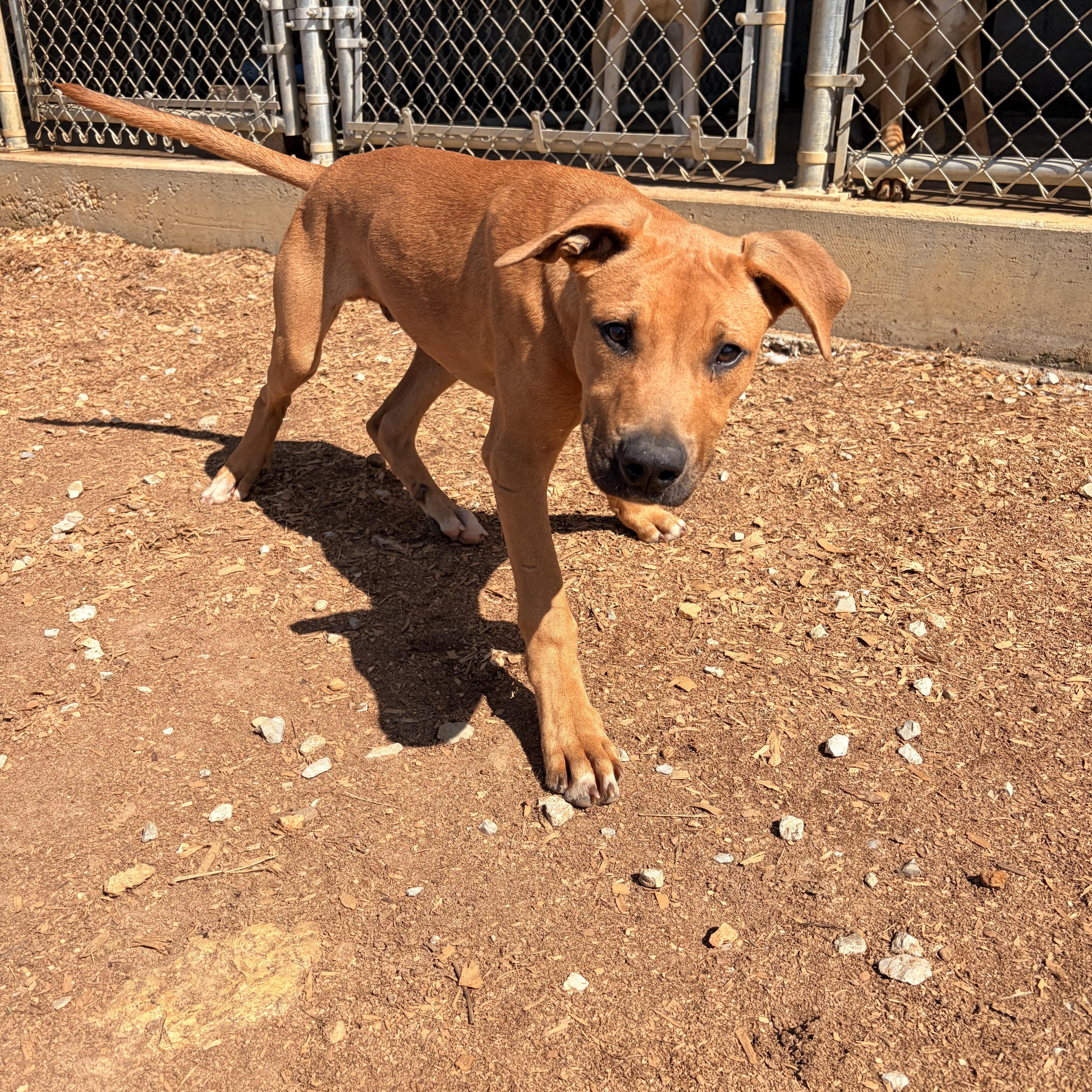 A young large-sized male Mountain Cur dog named Creed for adoption in Melbourne, AR
