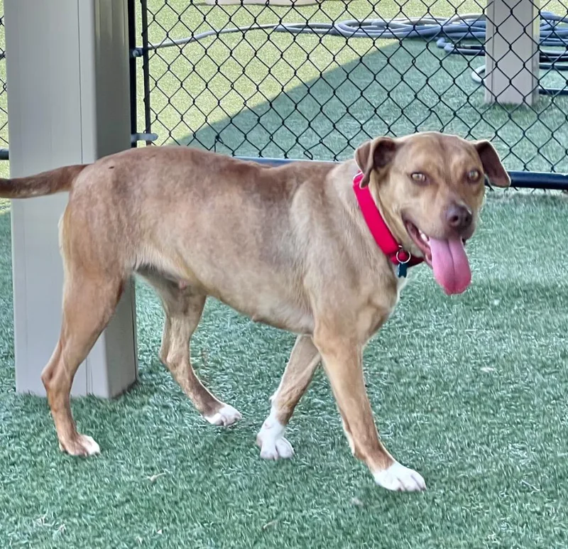 An adult large-sized female Terrier dog named Dixie for adoption in Columbia, IL