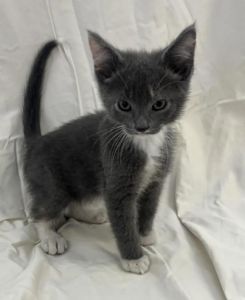 A baby medium-sized female Gray & White Domestic Short Hair cat named Scout for adoption in Buffalo, MN