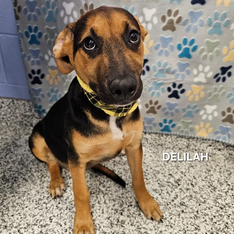Delilah