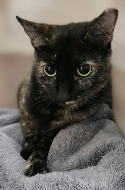 An adult small-sized female Domestic Short Hair cat named Maple for adoption in Phoenix, AZ