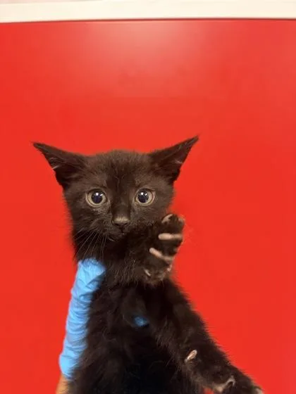 A young small-sized male Domestic Short Hair cat named B Wookie for adoption in North Charleston, SC