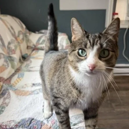 An adult medium-sized female Tabby (Gray / Blue / Silver) Domestic Short Hair cat named YaYa In Prison Program for adoption in Honesdale, PA