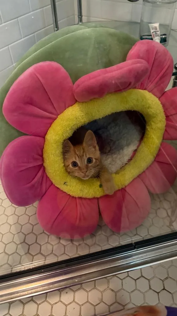 A baby medium-sized male Domestic Short Hair cat named Leo for adoption in Little Rock, AR