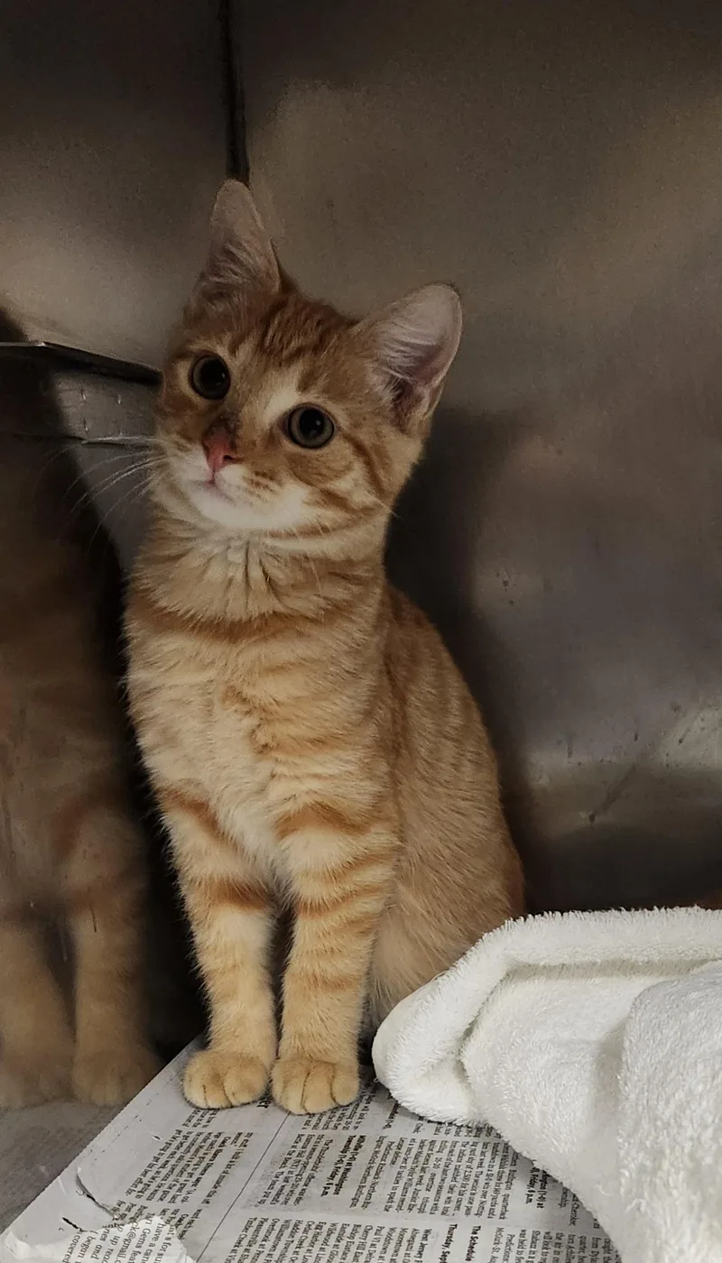 A baby medium-sized male Tabby (Orange / Red) Domestic Short Hair cat named Tangerine for adoption in Clayton, NJ