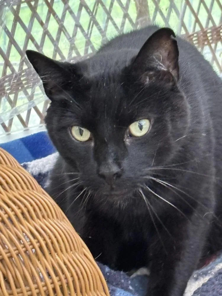 An adult large-sized male Domestic Short Hair cat named Ziggy for adoption in New Woodstock, NY