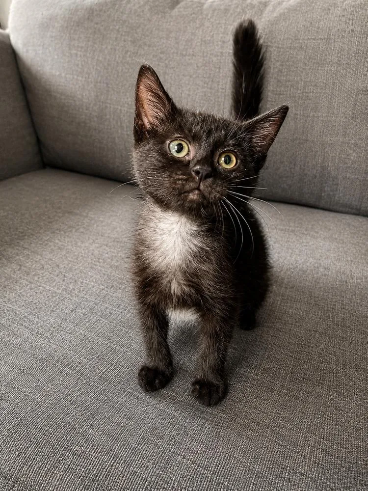 A baby small-sized female Black & White / Tuxedo American Shorthair cat named Batcat for adoption in Homer Glen, IL